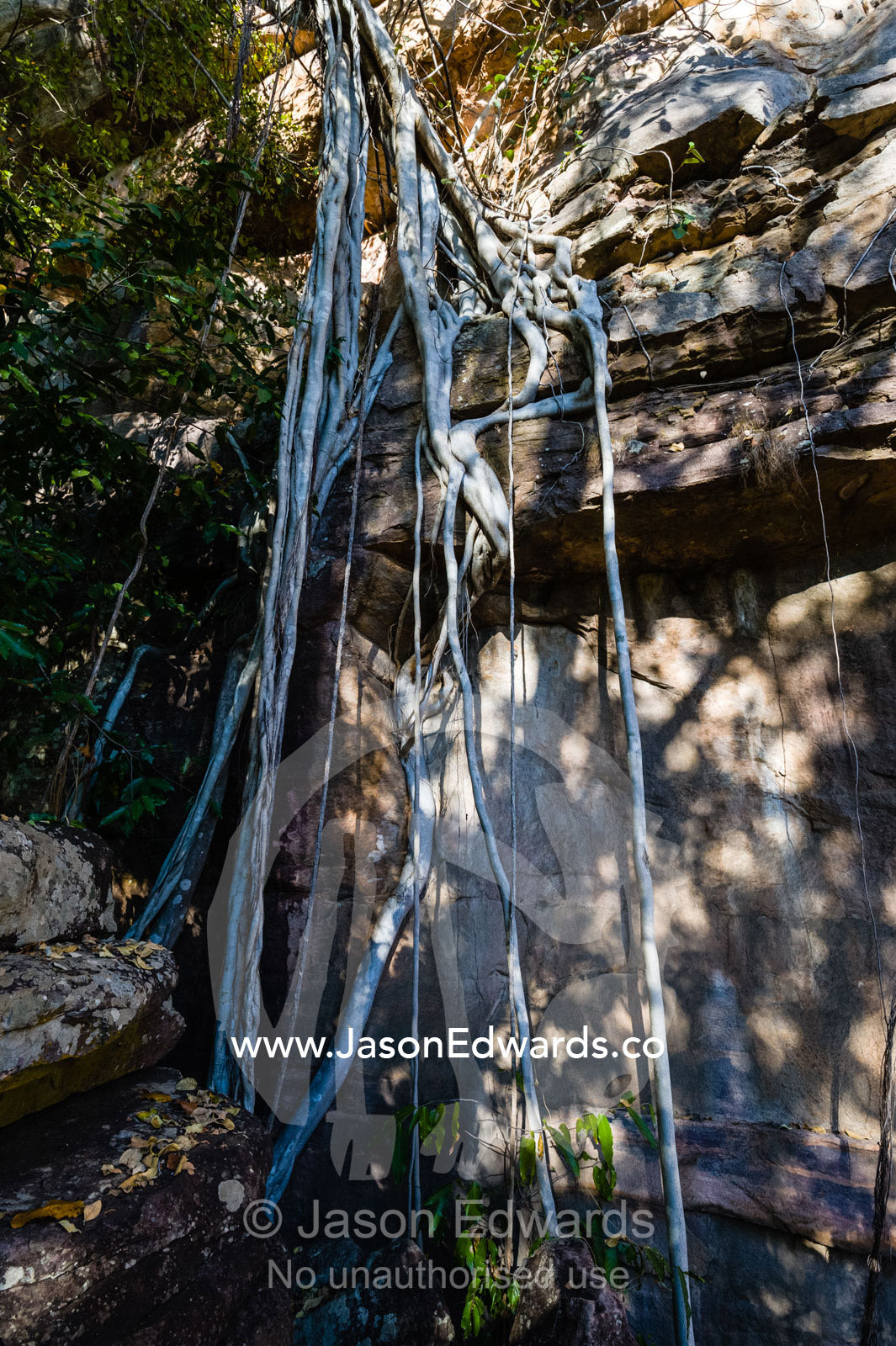 The aerial roots of a Rock Fig descending a sandstone cliff face. Ubirr, Kakadu National Park, Northern Territory, Australia.
