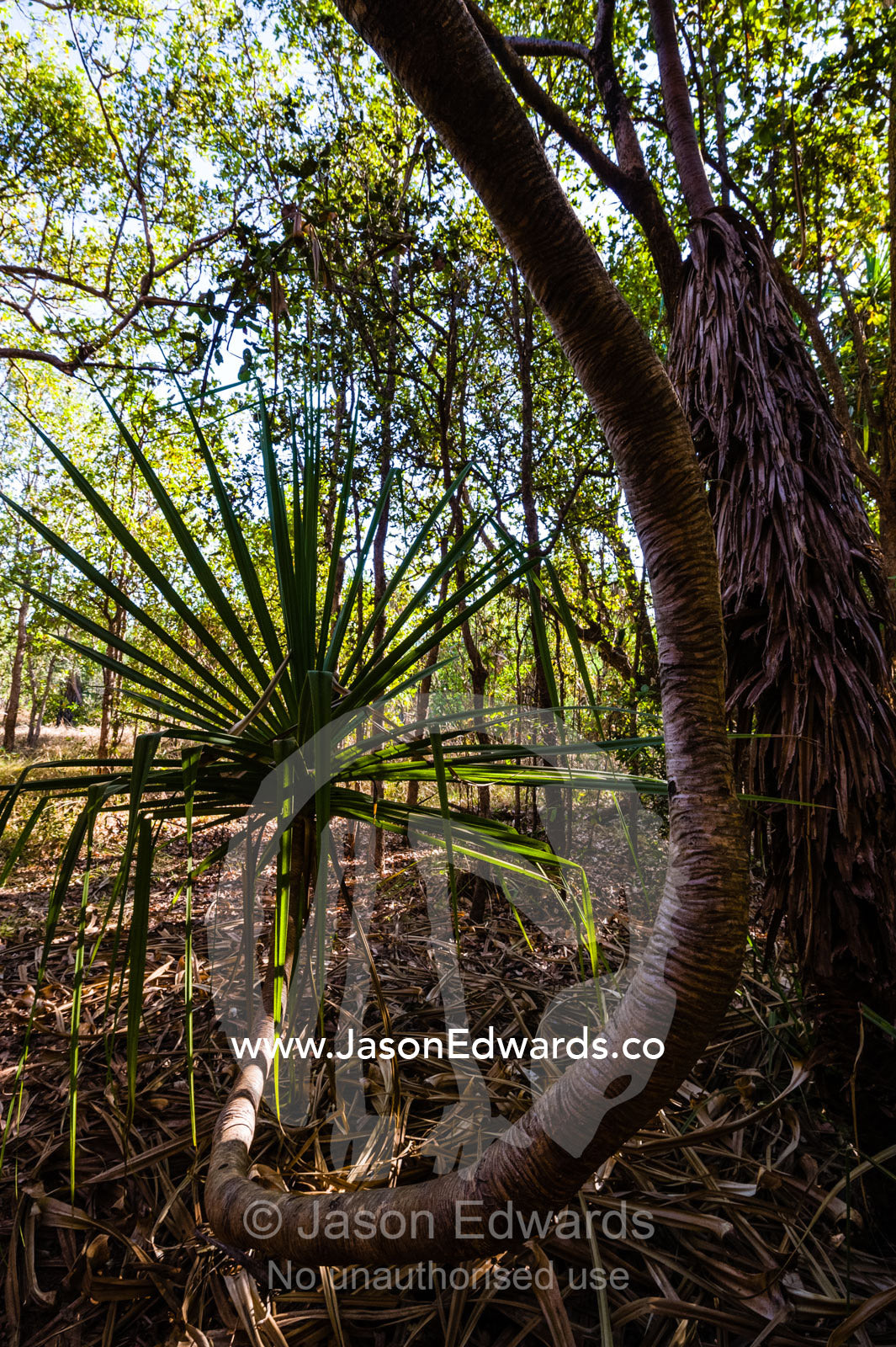 The u-shaped twisted trunk of a Pandanus tree. Ubirr, Kakadu National Park, Northern Territory, Australia.
