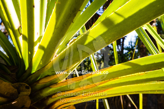 Sunlight pierces the spikey leaves of a Pandanus tree. Ubirr, Kakadu National Park, Northern Territory, Australia.