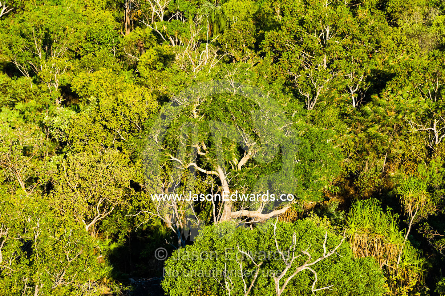 An Ironwood tree emerges from a forest of figs and Pandanus. Ubirr, Kakadu National Park, Northern Territory, Australia.