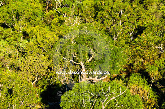 An Ironwood tree emerges from a forest of figs and Pandanus. Ubirr, Kakadu National Park, Northern Territory, Australia.