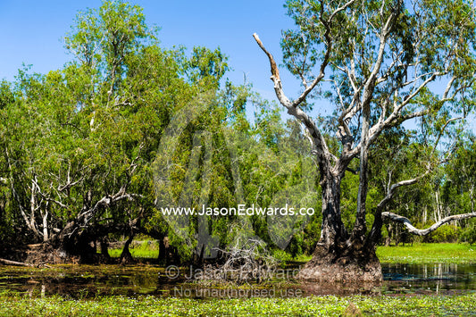 A flooded Paperbark swamp is the perfect habitat for a Saltwater Crocodile. Cooinda, Kakadu National Park, Northern Territory, Australia.