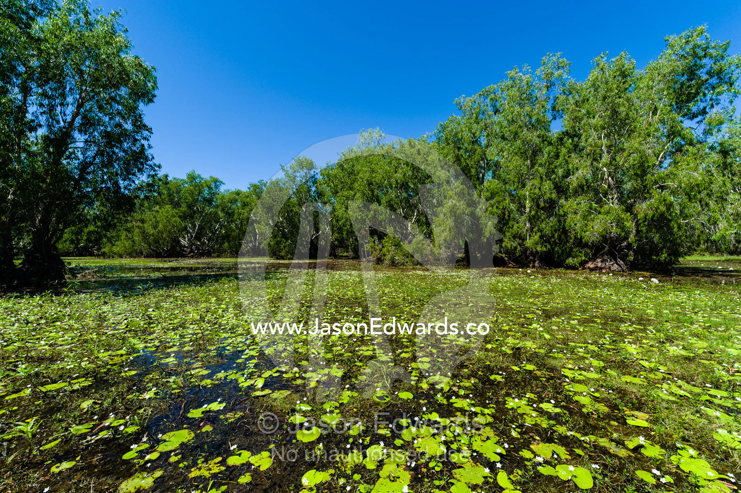 Water lily on the surface of a billabong home to a large Saltwater Crocodile. Cooinda, Kakadu National Park, Northern Territory, Australia.