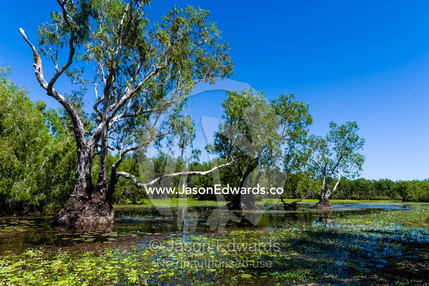 A flooded Paperbark swamp is the perfect habitat for a Saltwater Crocodile. Cooinda, Kakadu National Park, Northern Territory, Australia.