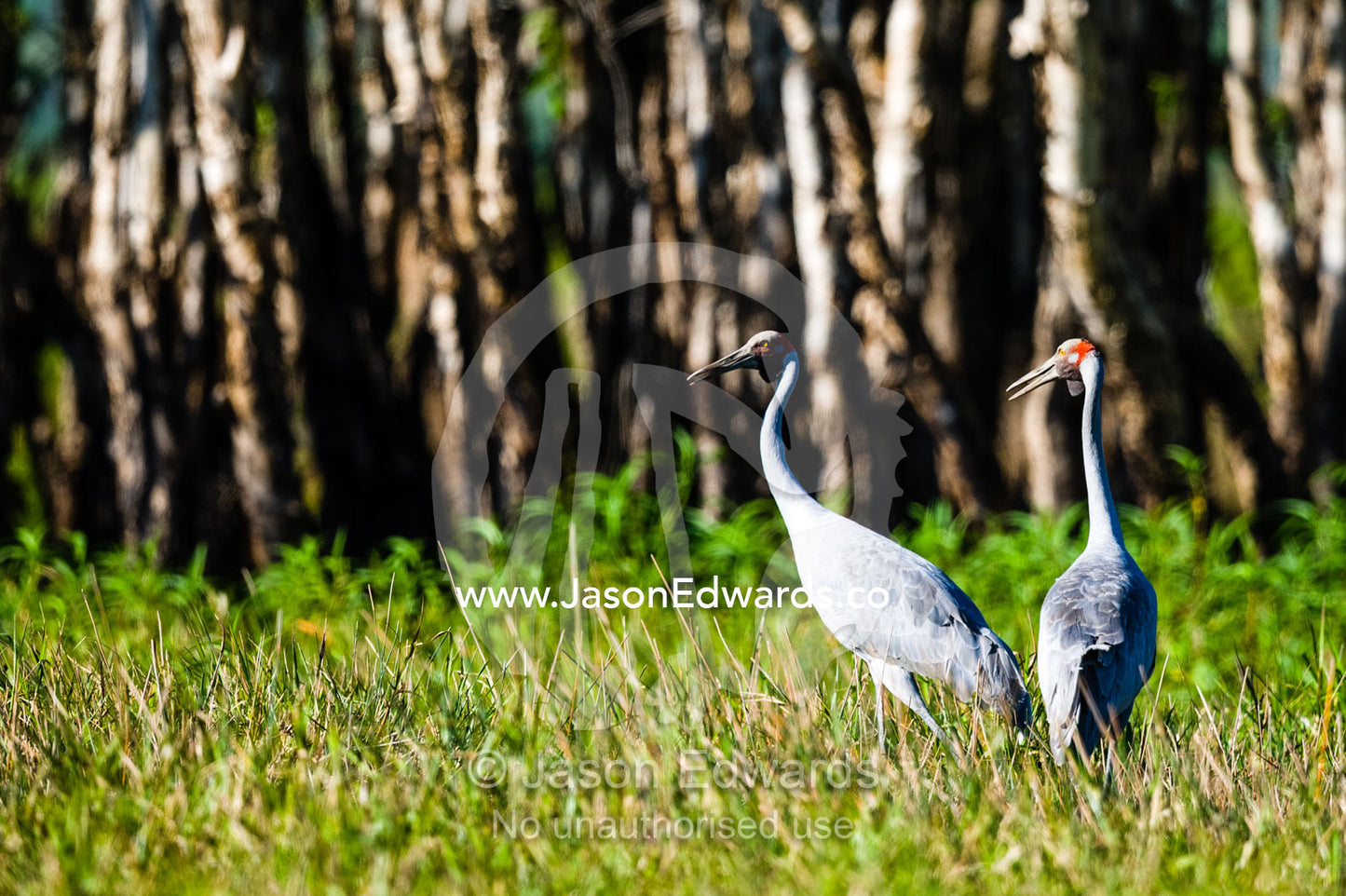 A pair of elegant Brolga wading through a floodplain. Cooinda, Kakadu National Park, Northern Territory, Australia.