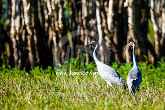 A pair of elegant Brolga wading through a floodplain. Cooinda, Kakadu National Park, Northern Territory, Australia.
