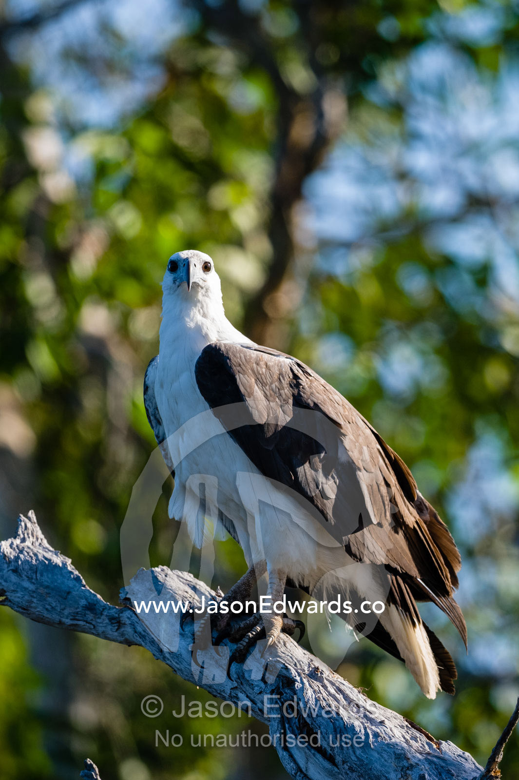 A White-bellied Sea-Eagle roosting in a tree above a wetland billabong. Cooinda, Kakadu National Park, Northern Territory, Australia.