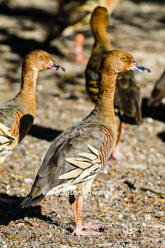 Plumed Whistling Ducks on the shoreline of a wetland. Yellow Water Billabong, Cooinda, Kakadu National Park, Northern Territory, Australia.