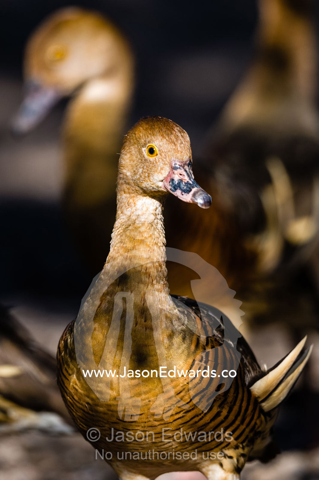 Plumed Whistling Ducks on the shoreline of a wetland. Yellow Water Billabong, Cooinda, Kakadu National Park, Northern Territory, Australia.