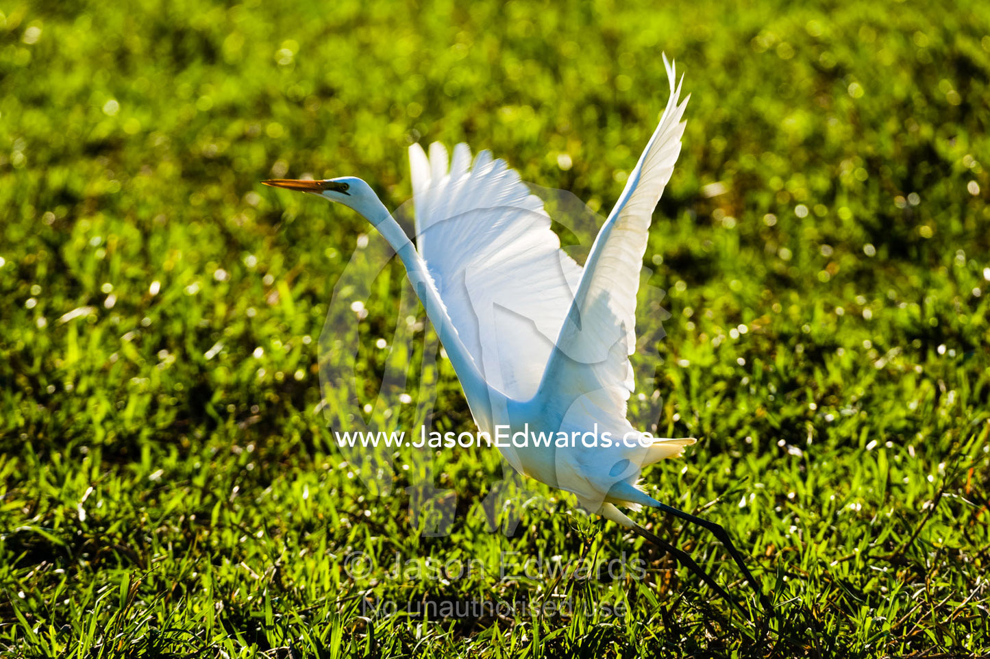 An Intermediate Egret flaps it's large wings to launch from a wetland. Yellow Water Billabong, Cooinda, Kakadu National Park, Northern Territory, Australia.
