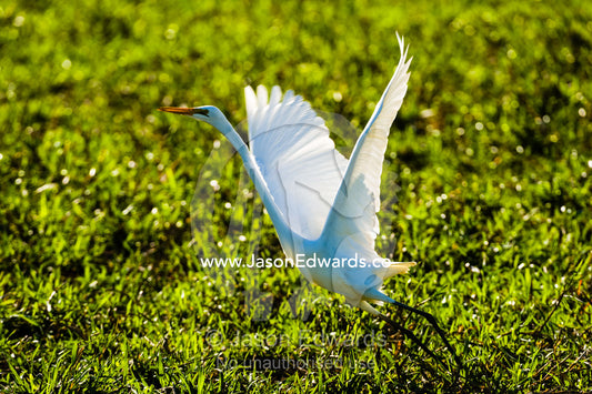 An Intermediate Egret flaps it's large wings to launch from a wetland. Yellow Water Billabong, Cooinda, Kakadu National Park, Northern Territory, Australia.