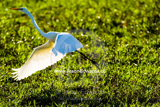 An Intermediate Egret flaps it's large wings to launch from a wetland. Yellow Water Billabong, Cooinda, Kakadu National Park, Northern Territory, Australia.