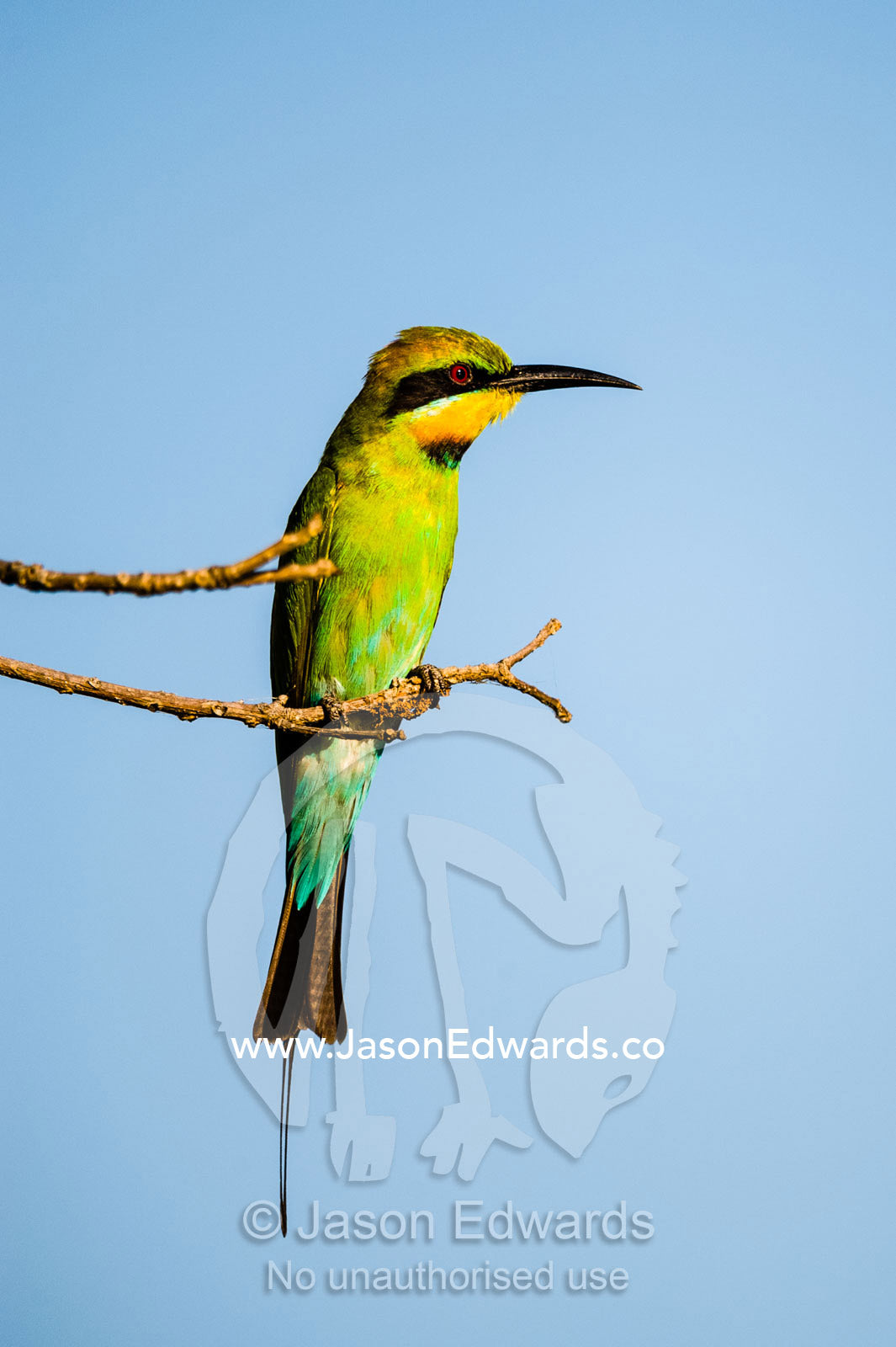 A Rainbow bee-eater perched on a twig above a wetland. Yellow Water Billabong, Cooinda, Kakadu National Park, Northern Territory, Australia.