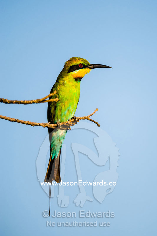A Rainbow bee-eater perched on a twig above a wetland. Yellow Water Billabong, Cooinda, Kakadu National Park, Northern Territory, Australia.
