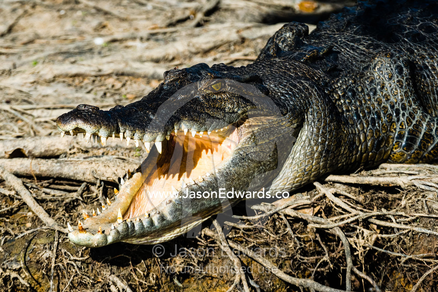 A Saltwater Crocodile sunbasking on the shores of a wetland with it's powerful jaws open to thermoregulate it's body temperature. Yellow Water Billabong, Cooinda, Kakadu National Park, Northern Territory, Australia.