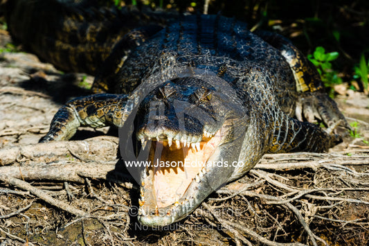 A Saltwater Crocodile sunbasking on the shores of a wetland with it's powerful jaws open to thermoregulate it's body temperature. Yellow Water Billabong, Cooinda, Kakadu National Park, Northern Territory, Australia.