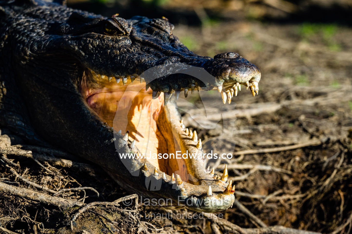 A Saltwater Crocodile sunbasking on the shores of a wetland with it's powerful jaws open to thermoregulate it's body temperature. Yellow Water Billabong, Cooinda, Kakadu National Park, Northern Territory, Australia.