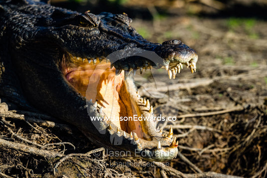 A Saltwater Crocodile sunbasking on the shores of a wetland with it's powerful jaws open to thermoregulate it's body temperature. Yellow Water Billabong, Cooinda, Kakadu National Park, Northern Territory, Australia.
