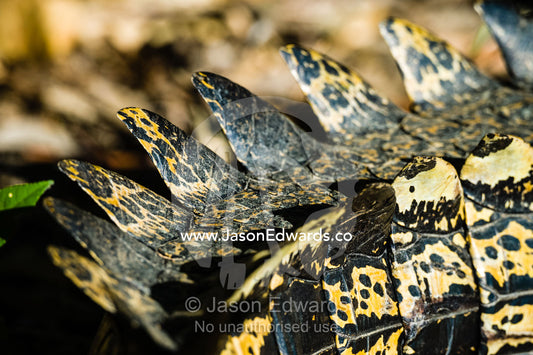 The tail scutes of a large Saltwater Crocodile sunbasking on a river bank. Yellow Water Billabong, Cooinda, Kakadu National Park, Northern Territory, Australia.