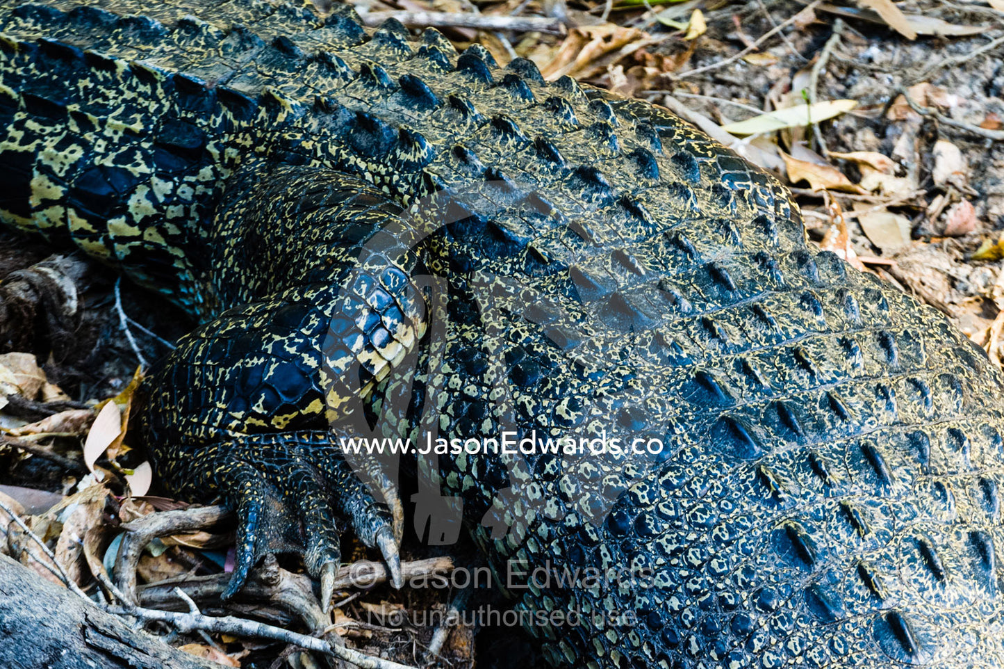 The hips, back and hind legs of a Saltwater Crocodile. Yellow Water Billabong, Cooinda, Kakadu National Park, Northern Territory, Australia.