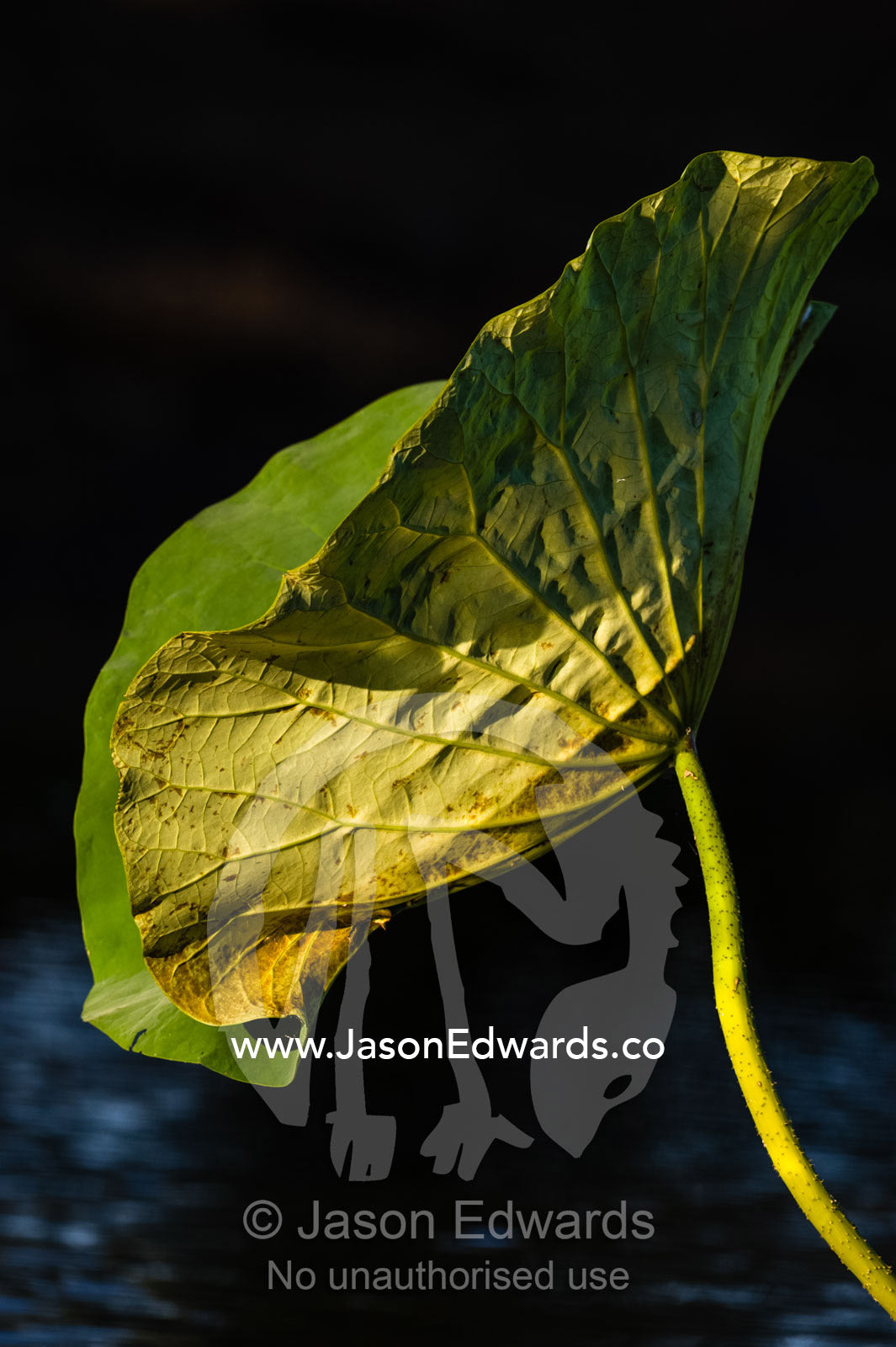 An enormous water lily leaf in a wetland catches the sun for photosynthesis. Yellow Water Billabong, Cooinda, Kakadu National Park, Northern Territory, Australia.
