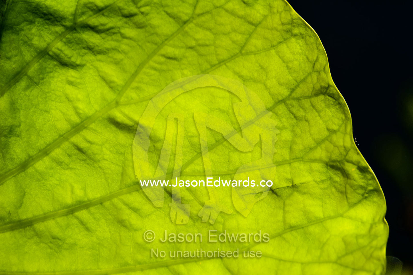 The backlit veins of an enormous water lily leaf in a wetland catching the sun for photosynthesis. Yellow Water Billabong, Cooinda, Kakadu National Park, Northern Territory, Australia.