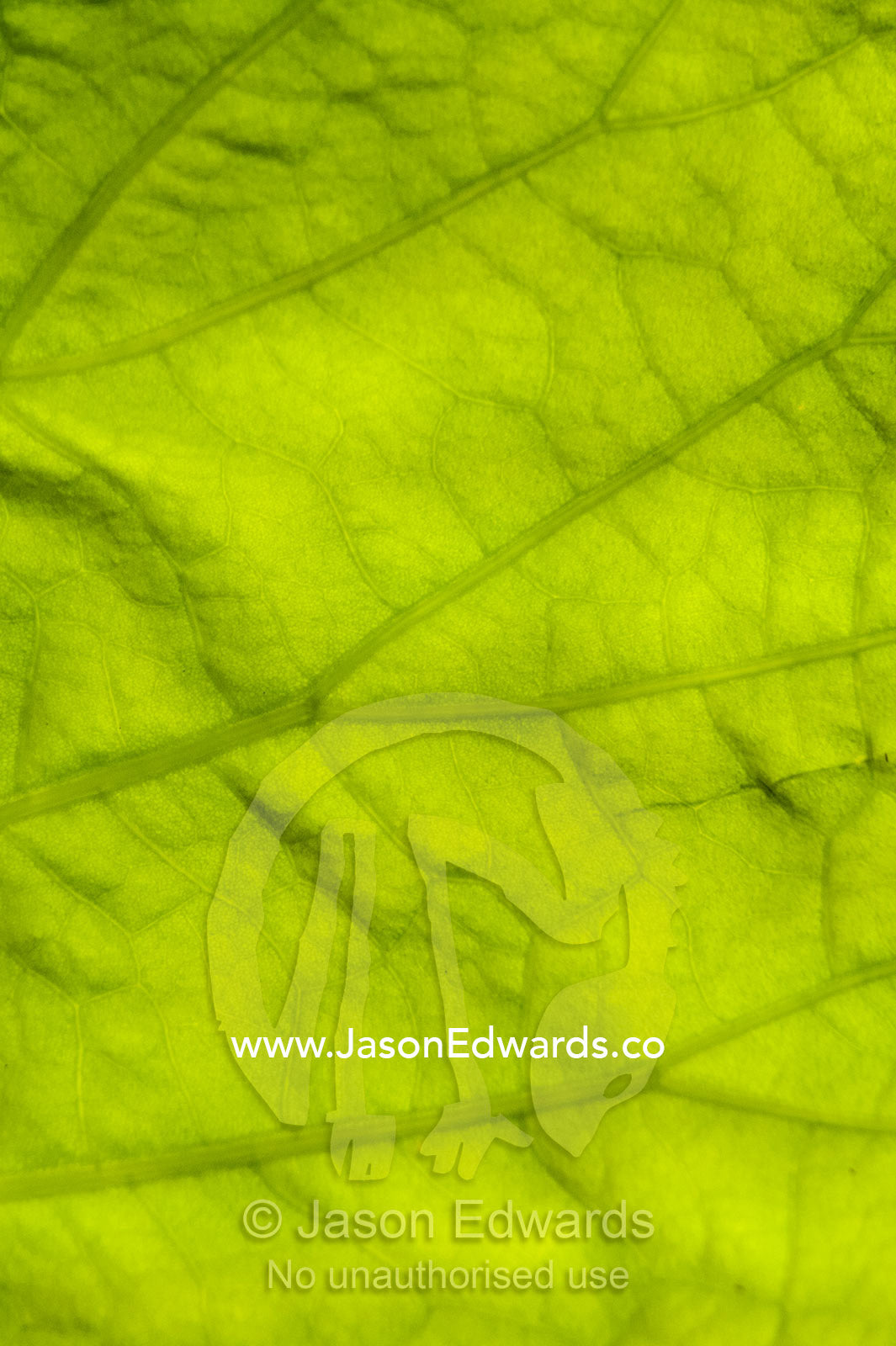 The backlit veins of an enormous water lily leaf in a wetland catching the sun for photosynthesis. Yellow Water Billabong, Cooinda, Kakadu National Park, Northern Territory, Australia.