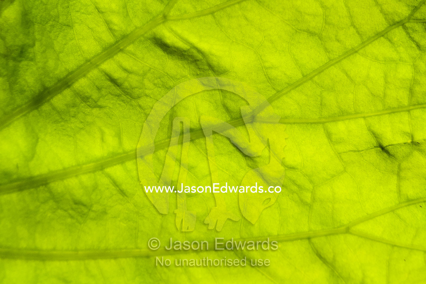 The backlit veins of an enormous water lily leaf in a wetland catching the sun for photosynthesis. Yellow Water Billabong, Cooinda, Kakadu National Park, Northern Territory, Australia.
