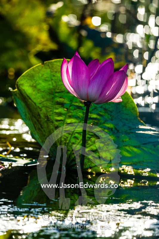 A backlit pink water lily flower in a wetland at sunset. Yellow Water Billabong, Cooinda, Kakadu National Park, Northern Territory, Australia.