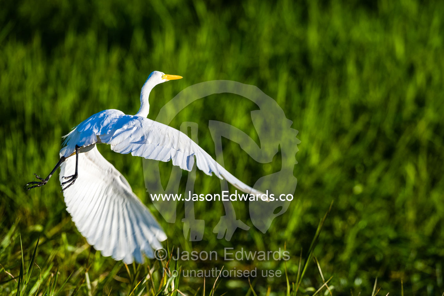 An Intermediate Egret flaps it's large wings to launch from a wetland. Yellow Water Billabong, Cooinda, Kakadu National Park, Northern Territory, Australia.