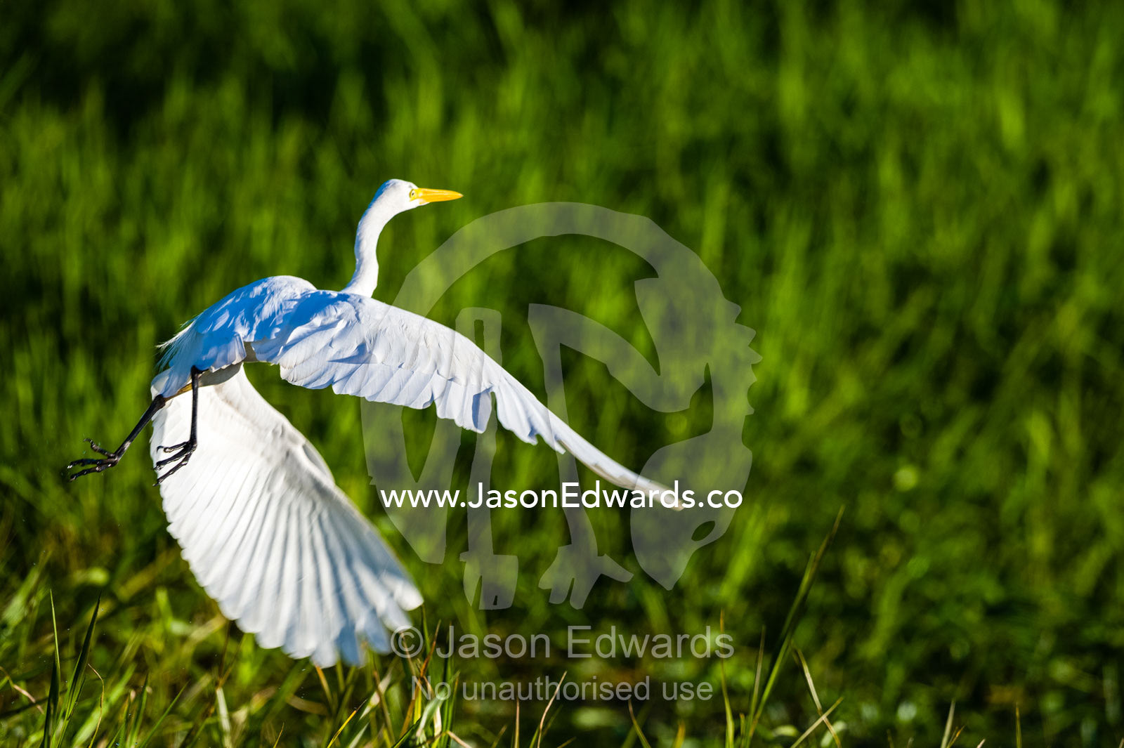 An Intermediate Egret flaps it's large wings to launch from a wetland. Yellow Water Billabong, Cooinda, Kakadu National Park, Northern Territory, Australia.