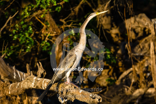 An Australasian Darter roosting by a wetland at sunset. Yellow Water Billabong, Cooinda, Kakadu National Park, Northern Territory, Australia.