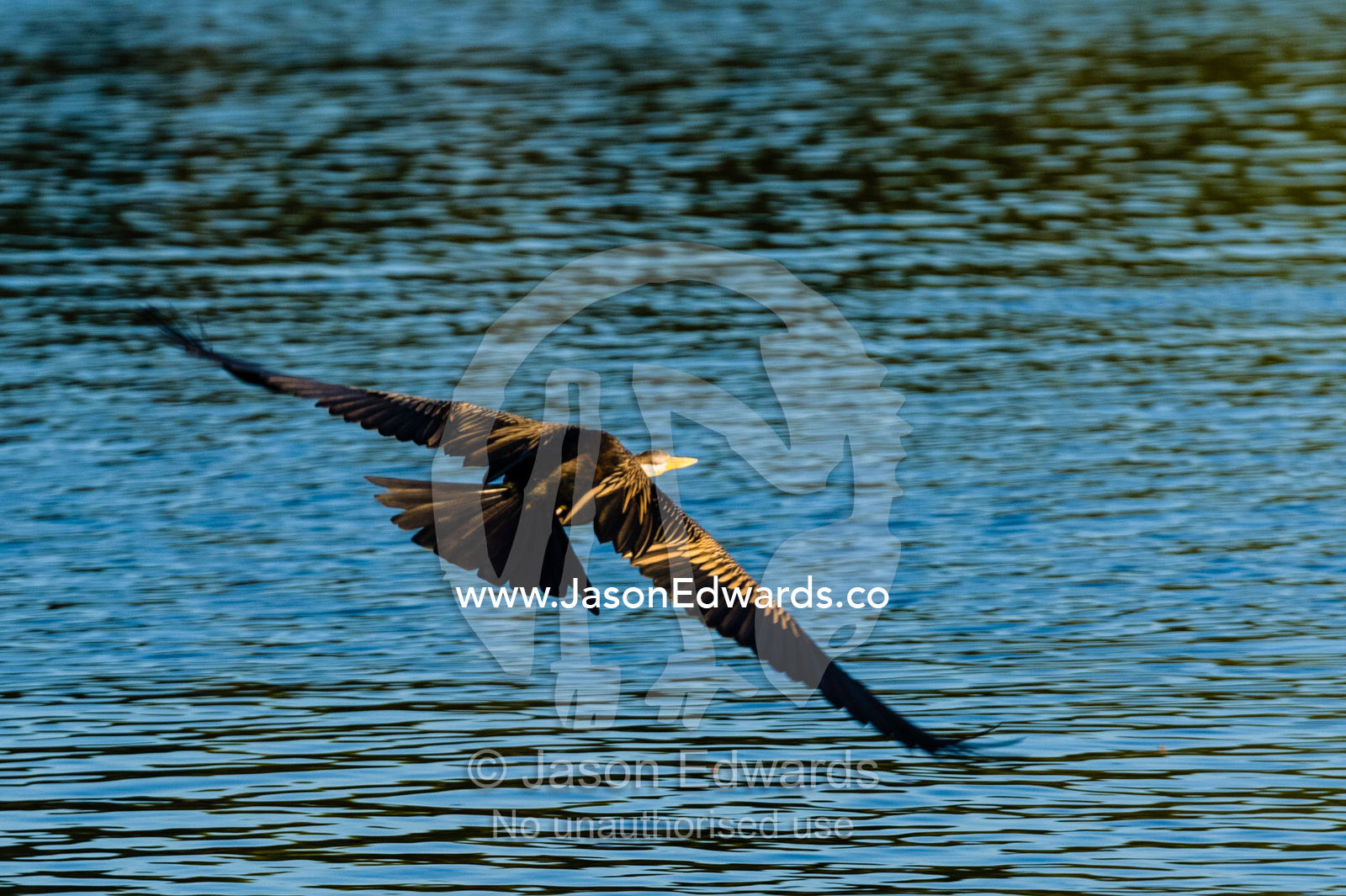 An Australasian Darter takes flight over a wetland at sunset. Yellow Water Billabong, Cooinda, Kakadu National Park, Northern Territory, Australia.