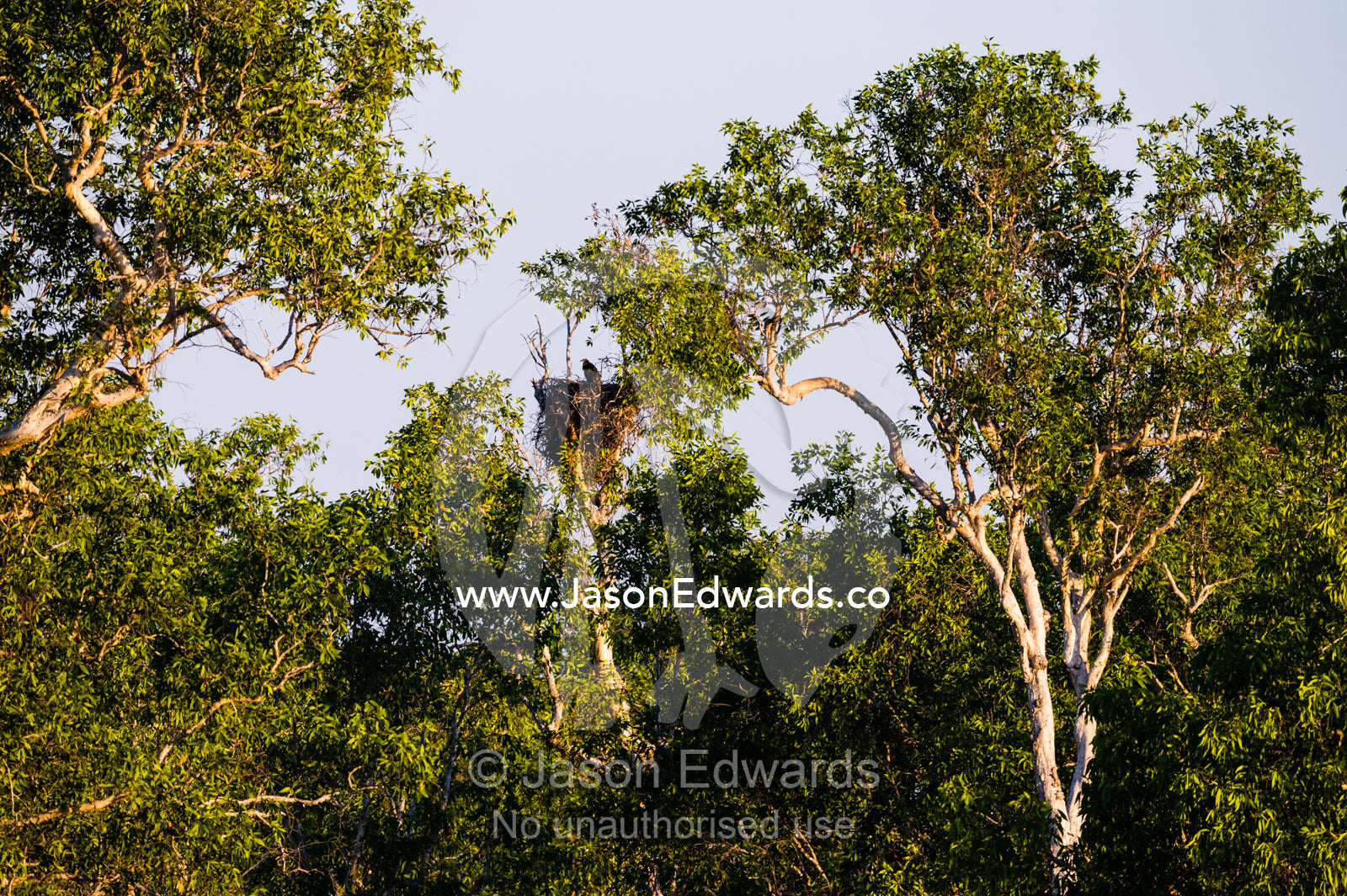 A White-bellied Sea-Eagle nest in the fork of a tree. Yellow Water Billabong, Cooinda, Kakadu National Park, Northern Territory, Australia.