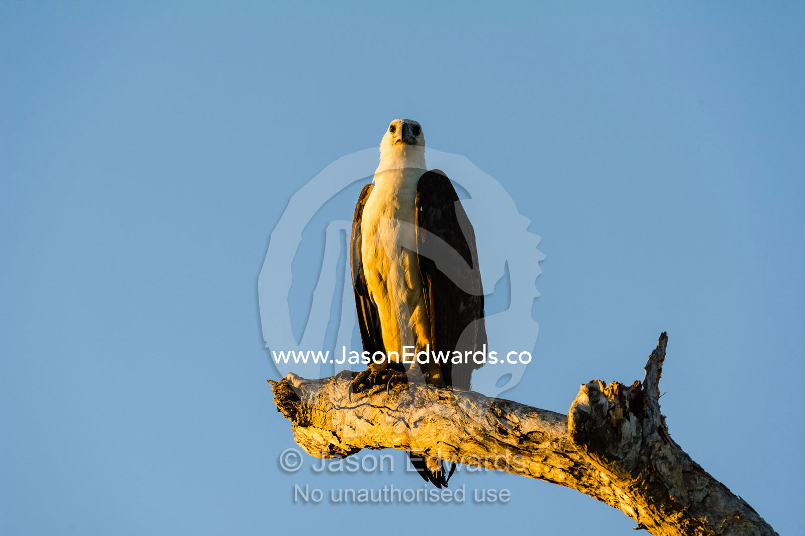 A White-bellied Sea-Eagle roosting on a stag over a wetland at sunset. Yellow Water Billabong, Cooinda, Kakadu National Park, Northern Territory, Australia.