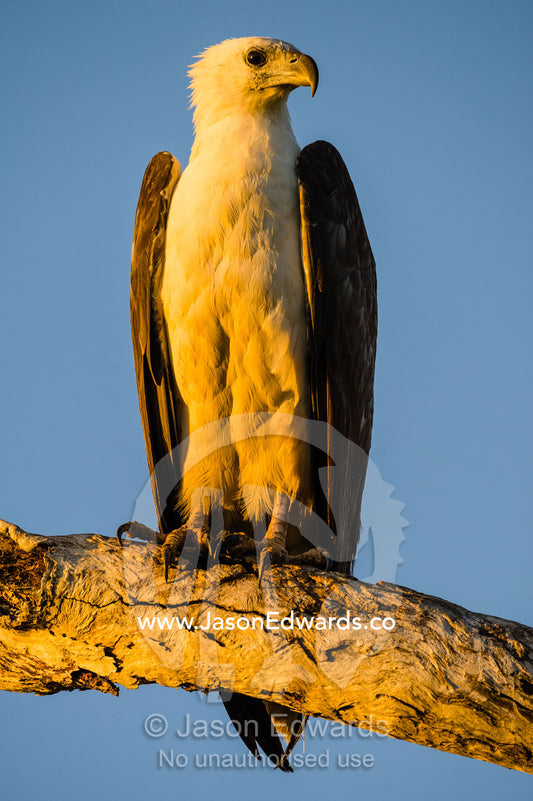 A White-bellied Sea-Eagle roosting on a stag over a wetland at sunset. Yellow Water Billabong, Cooinda, Kakadu National Park, Northern Territory, Australia.