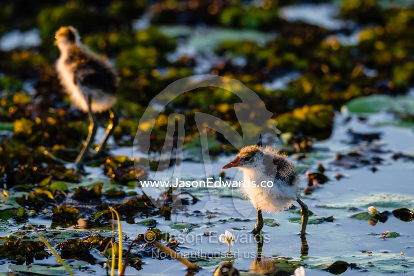 A male Comb-crested Jacana feeding on water lilies with his chicks. Yellow Water Billabong, Cooinda, Kakadu National Park, Northern Territory, Australia.