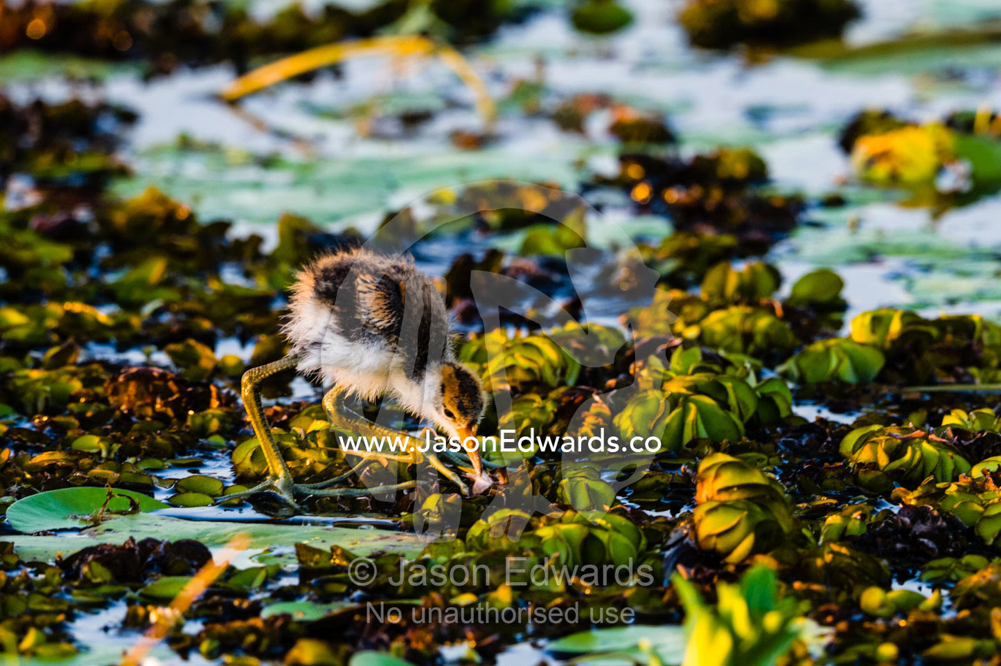 A male Comb-crested Jacana feeding on water lilies with his chicks. Yellow Water Billabong, Cooinda, Kakadu National Park, Northern Territory, Australia.