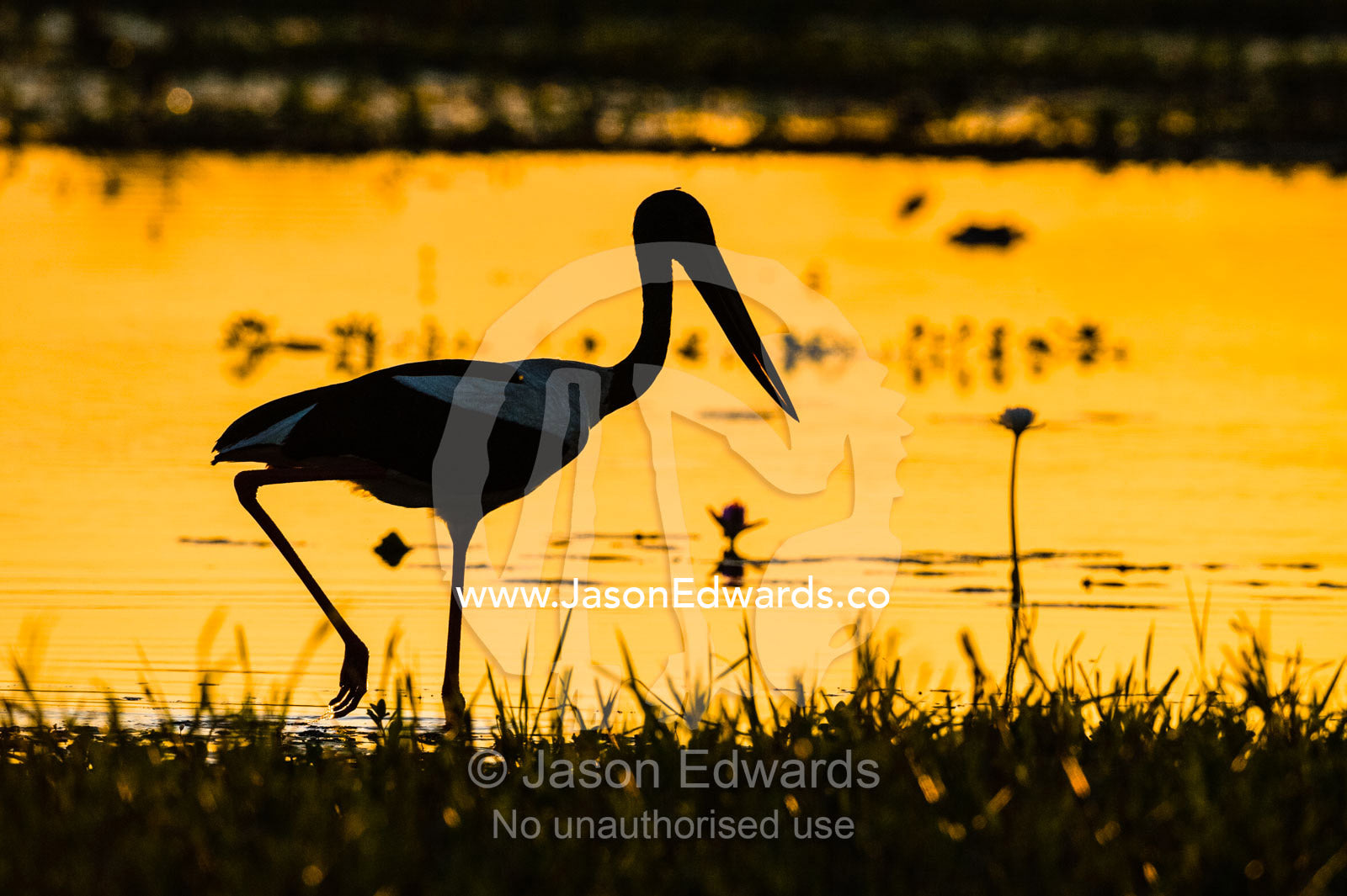 The silhouette of a Black-necked Stork hunting for prey in the shallows at sunset. Yellow Water Billabong, Cooinda, Kakadu National Park, Northern Territory, Australia.