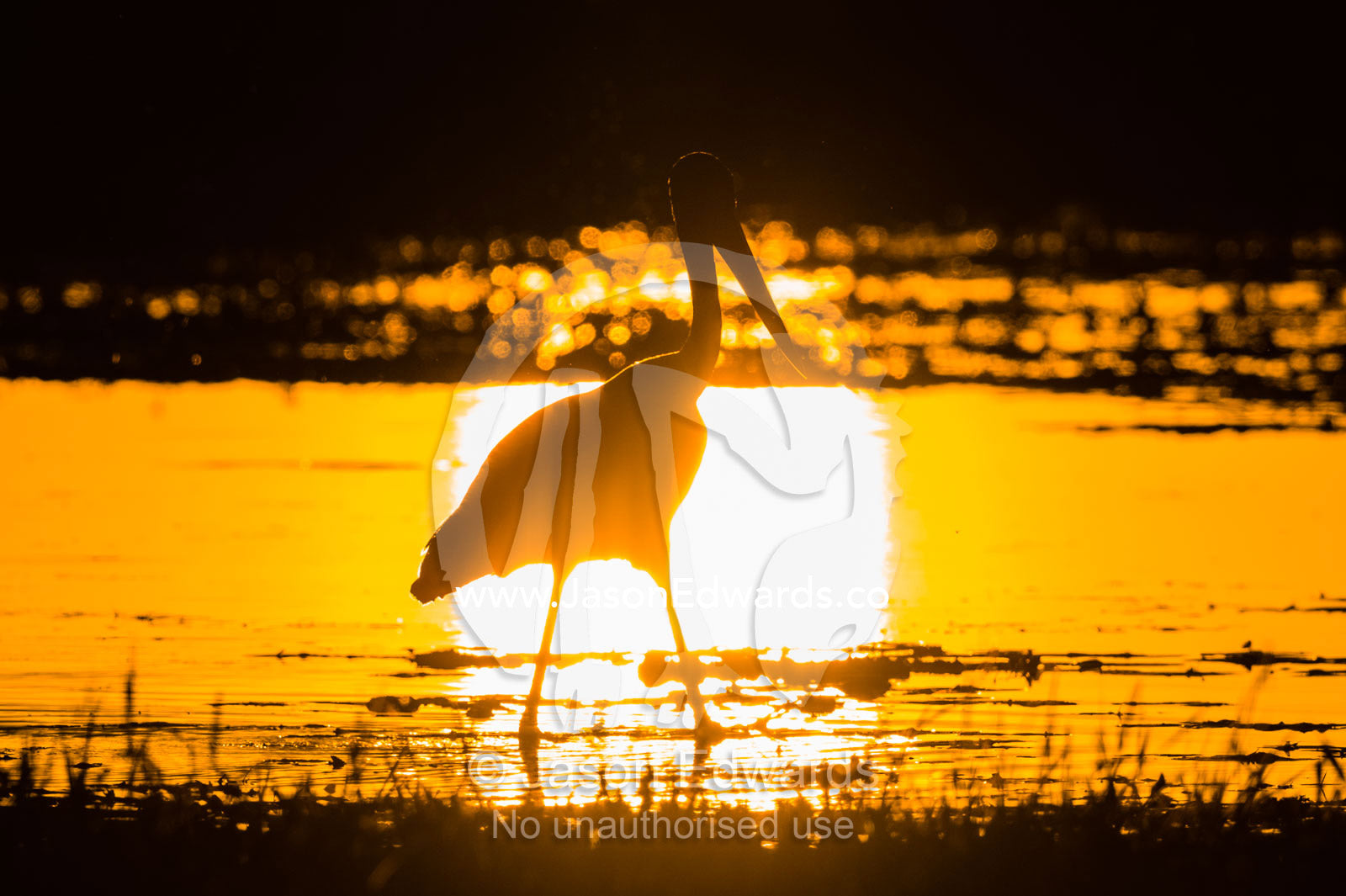 The silhouette of a Black-necked Stork hunting for prey in the shallows at sunset. Yellow Water Billabong, Cooinda, Kakadu National Park, Northern Territory, Australia.