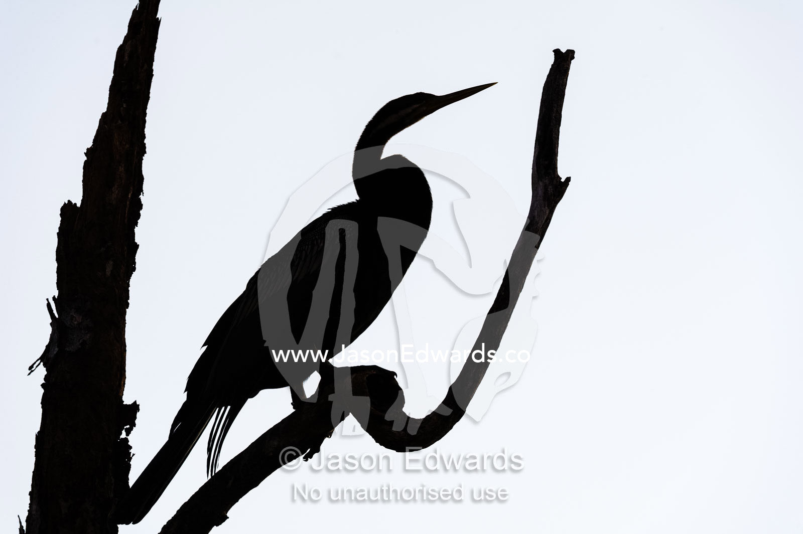 The silhouette of a flock of An Australasian Darter roosting in a tree at sunset. Yellow Water Billabong, Cooinda, Kakadu National Park, Northern Territory, Australia.