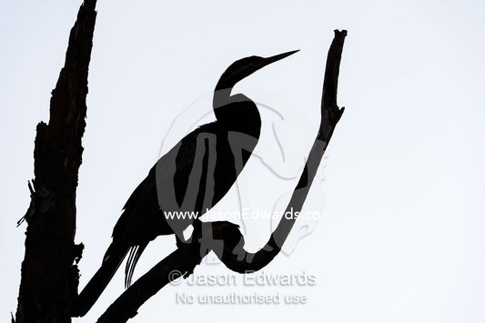 The silhouette of a flock of An Australasian Darter roosting in a tree at sunset. Yellow Water Billabong, Cooinda, Kakadu National Park, Northern Territory, Australia.