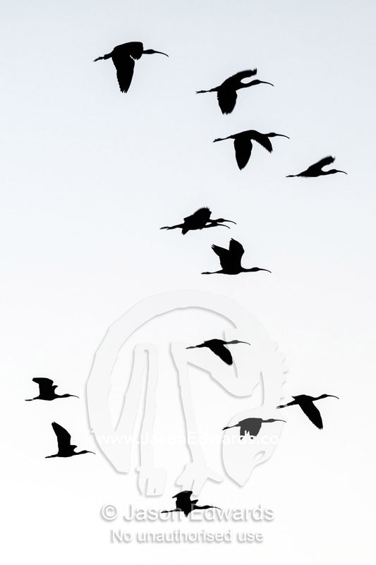 The silhouette of a flock of Ibis flying to roost at sunset. Yellow Water Billabong, Cooinda, Kakadu National Park, Northern Territory, Australia.