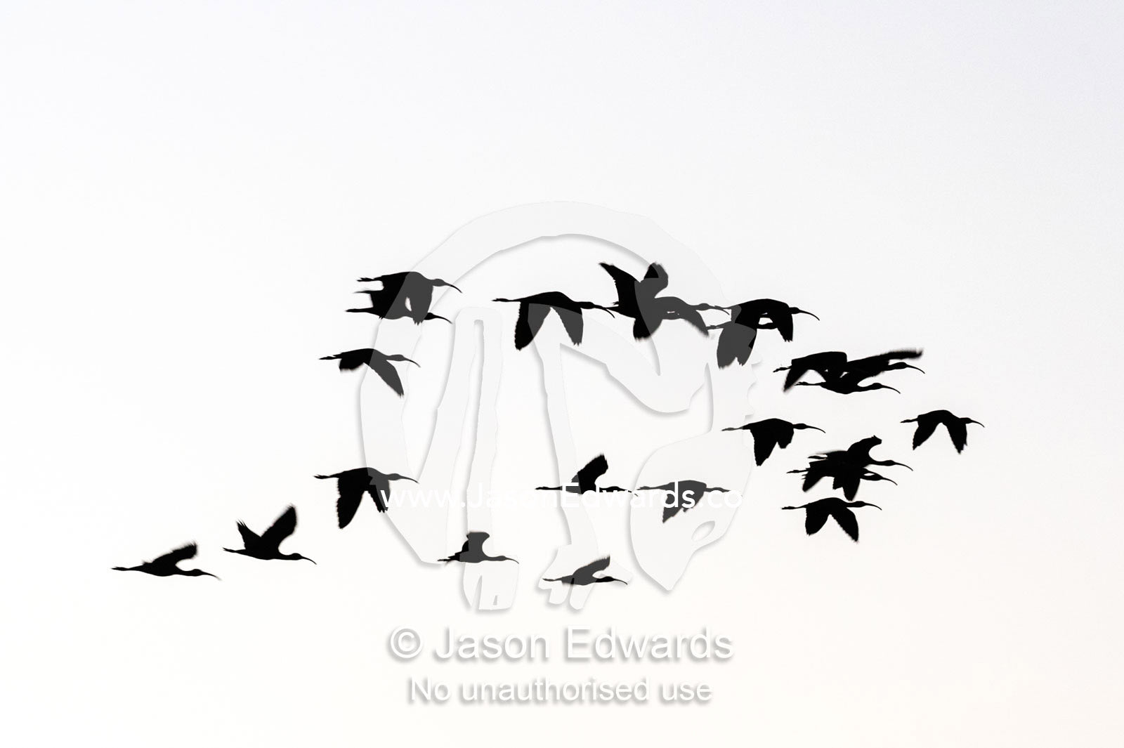 The silhouette of a flock of Ibis flying to roost at sunset. Yellow Water Billabong, Cooinda, Kakadu National Park, Northern Territory, Australia.