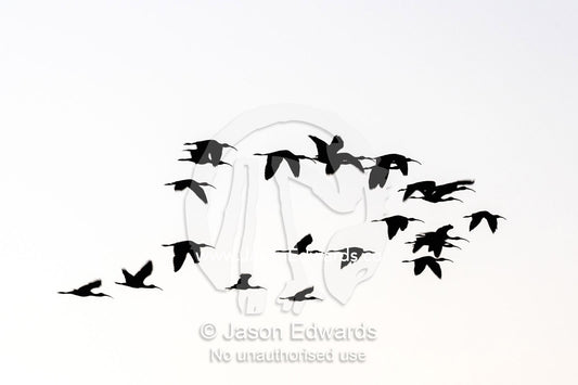 The silhouette of a flock of Ibis flying to roost at sunset. Yellow Water Billabong, Cooinda, Kakadu National Park, Northern Territory, Australia.