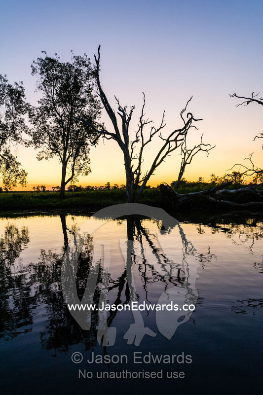 A tranquil row of trees along the shore of a wetland silhouette at sunset. Yellow Water Billabong, Cooinda, Kakadu National Park, Northern Territory, Australia.