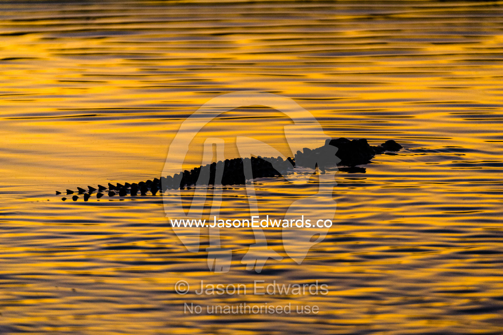 The silhouette of a Saltwater Crocodile on the surface of a wetland at sunset. Yellow Water Billabong, Cooinda, Kakadu National Park, Northern Territory, Australia.