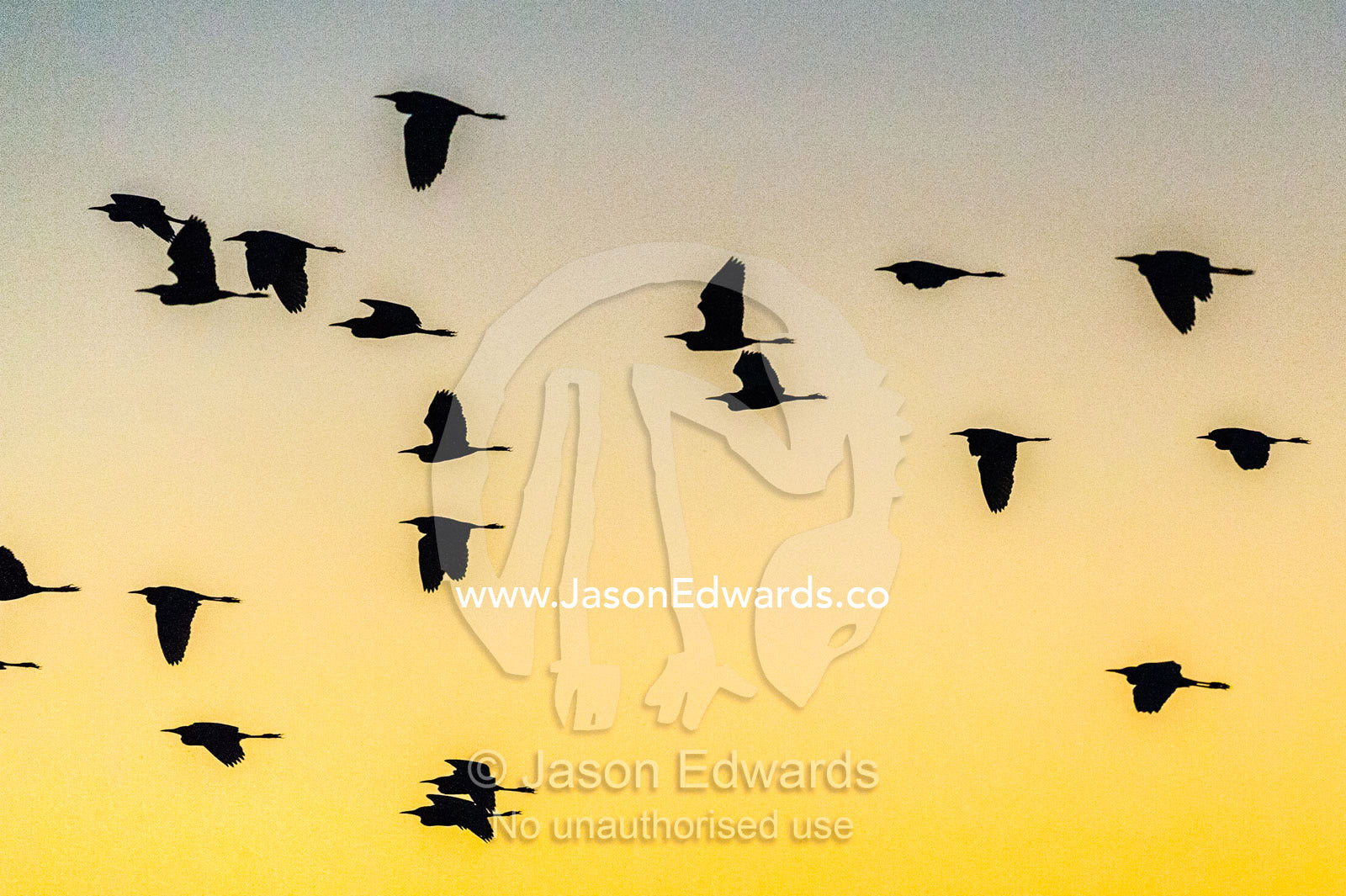 The silhouette of a flock of egrets flying to roost at sunset. Yellow Water Billabong, Cooinda, Kakadu National Park, Northern Territory, Australia.