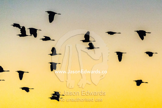 The silhouette of a flock of egrets flying to roost at sunset. Yellow Water Billabong, Cooinda, Kakadu National Park, Northern Territory, Australia.