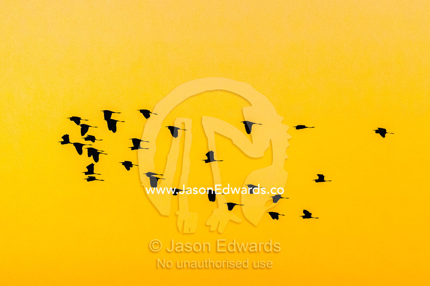 The silhouette of a flock of egrets flying to roost at sunset. Yellow Water Billabong, Cooinda, Kakadu National Park, Northern Territory, Australia.